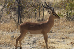 Blackwood impala: kako naučiti da visi preko zemlje? Blackwood impala: kako naučiti da visi preko zemlje?